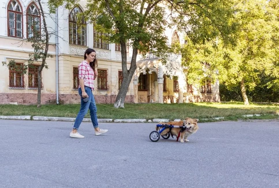 Jak zrobić wózek inwalidzki dla psa – łatwe kroki i porady